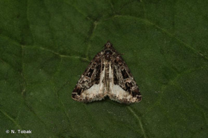 <i>Deltote pygarga</i> (Hufnagel, 1766) © N. Tobak