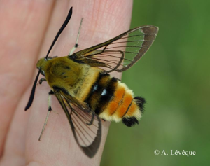<i>Hemaris tityus</i> (Linnaeus, 1758) © A. Lévêque