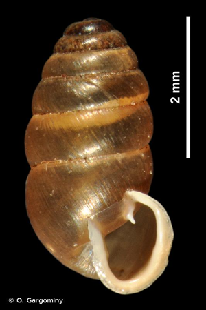 <i>Lauria cylindracea</i> (da Costa, 1778) © O. Gargominy