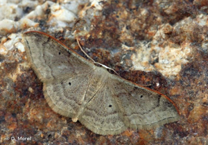 <i>Idaea degeneraria</i> (Hübner, 1799) © D. Morel