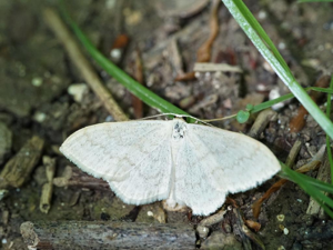Acidalie laiteuse (L') (Scopula floslactata) © Kevin Gruau