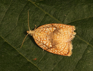 Acleris forsskaleana © Marie Lou Legrand