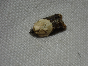 Acleris variegana © Pierre-Henri Fabre