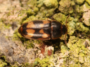 Antribe panaché (Litargus connexus) © Marie Lou Legrand