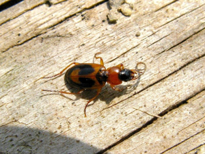 Badister bullatus © "michi1"