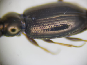 Bembidion lampros © Guillaume Delporte