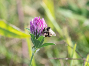 Bourdon grisé (Bombus sylvarum) © "crepsdebordeaux"