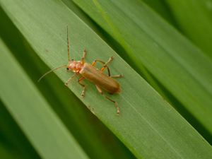 Cantharis cryptica © "vanilendil"