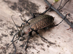 Carabus granulatus © Marie Lou Legrand
