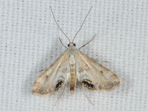 Cataclysta lemnata © ALLEMAND Guillaume