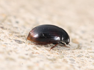 Cercyon lateralis © Marie Lou Legrand