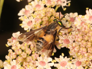 Chrysops viduatus © Marie Lou Legrand
