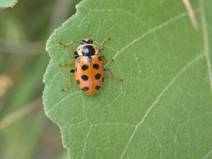 Coccinelle à treize points (Hippodamia tredecimpunctata) © Julien Preud'homme