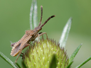 Coriomeris hirticornis © Bernard Noguès