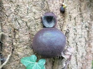 Daldinie concentrique (Daldinia concentrica) © Mathias Meunier
