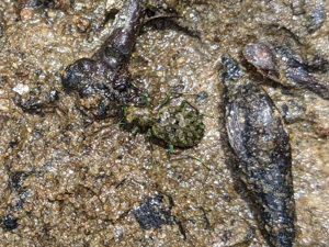 Elaphrus riparius © "rmgibson10"