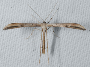 Emmelina monodactyla © ALLEMAND Guillaume