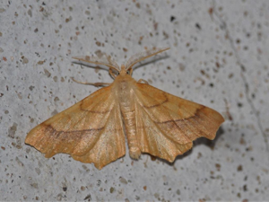 Ennomos du Chêne (L') (Ennomos quercinaria) © Bruno Durand
