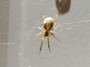 Épeire des fenêtres (Zygiella x-notata) © Mathias Meunier