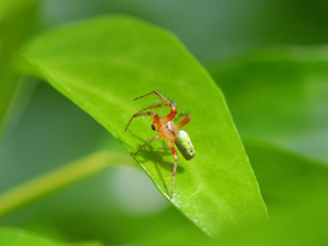 Épeires concombres (Araniella cucurbitina) © Bernard Noguès