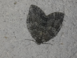 Epirrite diluée (L') (Epirrita dilutata) © "lbous"