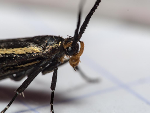 Esperia sulphurella © Cédric Mondy