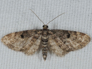 Eupithécie des Résineux (L') (Eupithecia tantillaria) © ALLEMAND Guillaume