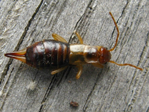 Forficula lesnei © "michi1"