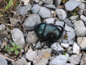 Geotrupes mutator © Eva Grockowiak