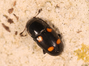 Glischrochilus hortensis © Marie Lou Legrand