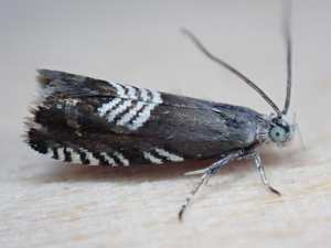 Grapholita compositella © "simondenis142857"
