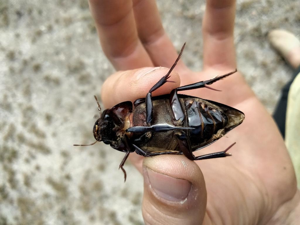 Hydrophilus piceus © Louis Jolivot