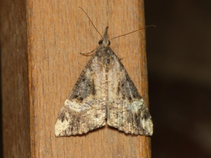 Hypène des ponts (L') (Hypena obsitalis) © Benoît Segerer