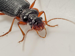 Leistus rufomarginatus © Cédric Mondy