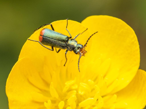 Malachie à deux points (Malachius bipustulatus) © Quentin Gaillard