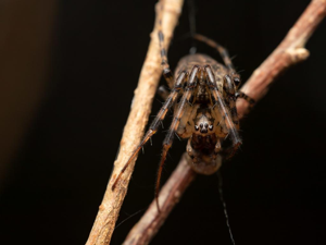 Metellina merianae © Martin Galli