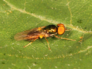 Microchrysa flavicornis © Marie Lou Legrand