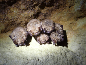 Murin à oreilles échancrées (Myotis emarginatus) © Julien Renoult