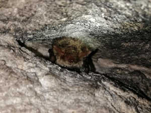 Murin de Natterer (Myotis nattereri) © Matthieu Gauvain