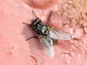 Musca autumnalis © Marie Lou Legrand