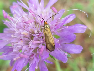 Nemophora metallica © Philippe Jourde