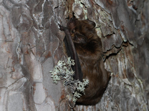 Noctule de Leisler (Nyctalus leisleri) © Manuel Ruedi
