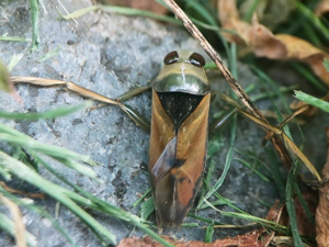 Notonecte glauque (Notonecta glauca) © Marie Lou Legrand