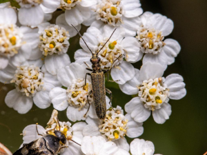 Oedemera lurida © Quentin Gaillard