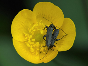 Oedemère verte (Oedemera virescens) © Thierry Cordenos