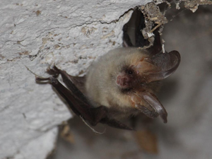 Oreillard roux (Plecotus auritus) © Bruno Durand