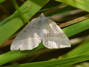 Ortholite plombée (L') (Scotopteryx luridata) © "francisbirlenbach"