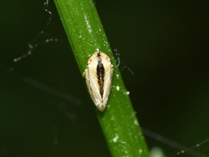 Philène spumeuse (Philaenus spumarius) © "vanilendil"