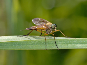 Rhagio tringarius © Misia Clive