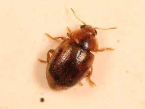 Rhyzobius chrysomeloides © Marie Lou Legrand